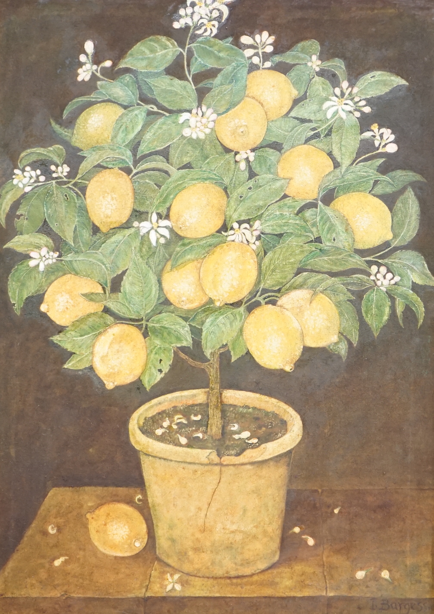 I. Burgess, oil on canvas, still life of a lemon tree, 82cm x 59cm